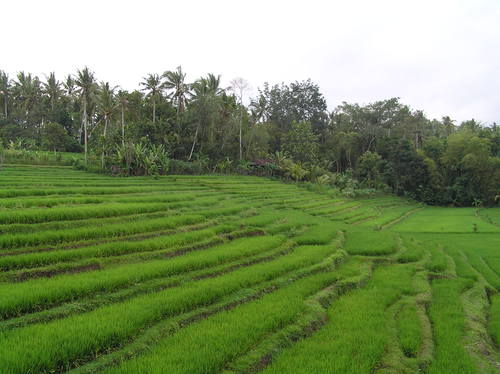 2005_indonesiatrip_253_2